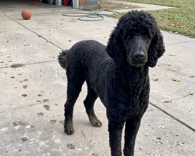 Bella · Poodle