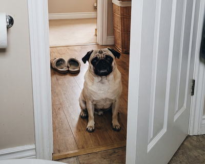 Rocky · Pug
