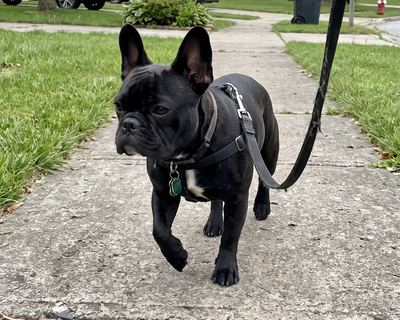 Milo · French Bulldog