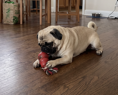 Charlie · Pug