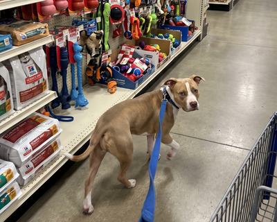 Daisy · Pit Bull Mix