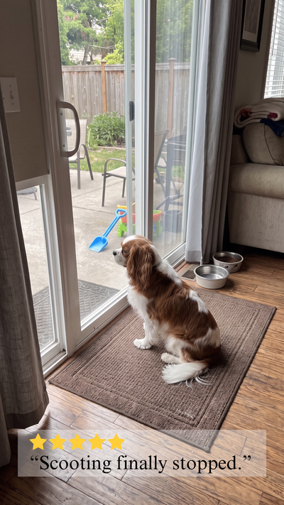 Winston · Cavalier King Charles Spaniel