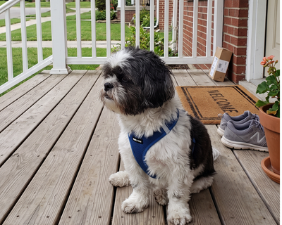 Rosie · Shih Tzu Mix