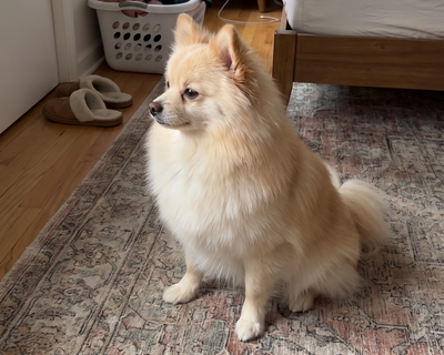 Biscuit · Pomeranian