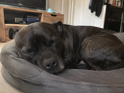 Percy · Staffordshire Bull Terrier