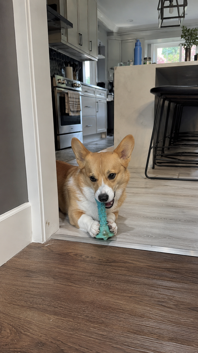 Archie · Corgi
