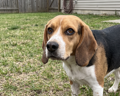 Buster · Beagle