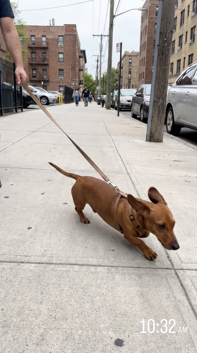 Lola · Dachshund