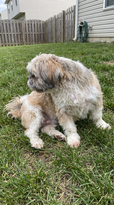 Luna · Shih Tzu